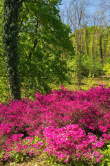 A group of pink azalea bushes growing in partial shade in north east Italy