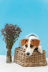 Jack Russell Terrier puppy sitting on the wooden floor on blue wall portrait.