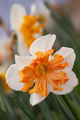 ruffle daffodil
