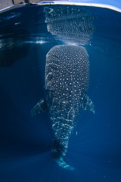 Whale shark swimming in sea