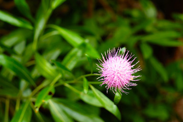 Small thistle flower on soft floral background.