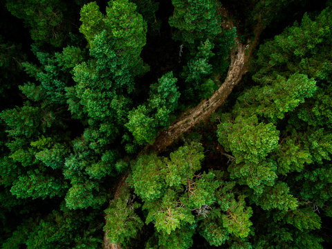 Fototapeta aerial view of the forest