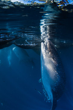 Whale shark feeding in sea