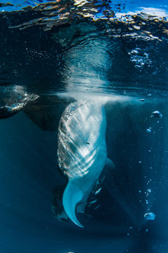 Whale shark feeding in sea