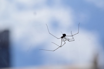 Araña flotando