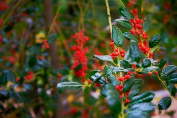 Holly