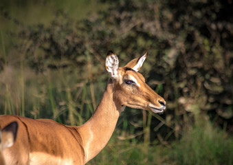An Impala in the savannah grass of the Bwabwata Nationalpark at Namibia