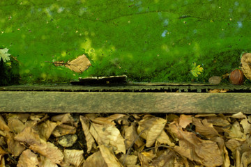 green leaf with water drops