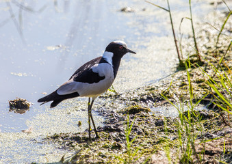 A Blacksmith Lapwing is standing near a waterhole at the Bwabwata Nationalpark at Namibia