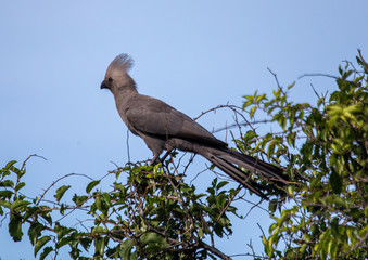 A Grey Go-away-bird sitting on a branch at the Bwabwata Nationalpark in Namibia