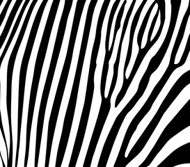 texture zebra print. vector black white