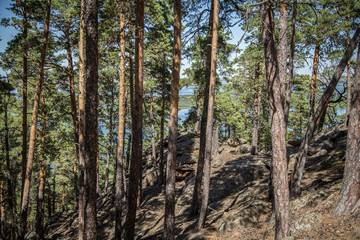  Lake view through the pines