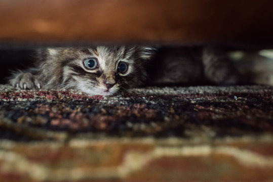 Scared kitten hiding.