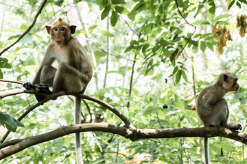 Two monkeys. Sitting back to back on a roof top and looking away. 