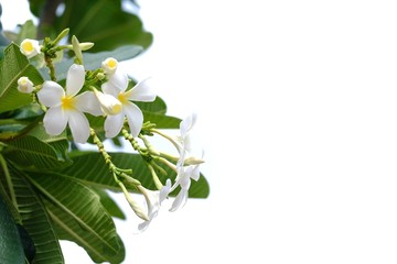 In selective focus a bouquet of sweet white plumeria flower blossom with green leaves on white isolated background 