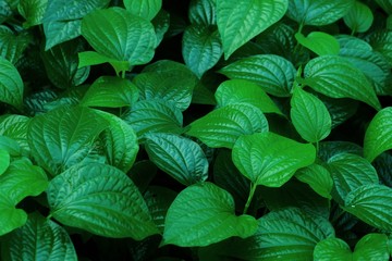 Wild betal leafbush growing in a garden with dark background 