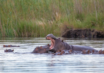 Fototapeta na wymiar A group of Hippopotamus in the water of the Kwando River at the Bwabwata Nationalpark at Namibia