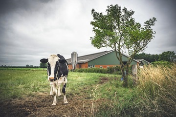 Cow standing on a field near a barn