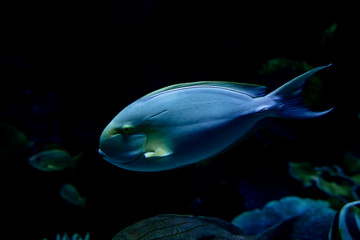 Marine Creature - Exotic Fish