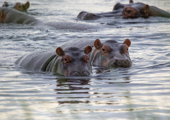 A group of Hippopotamus in the water of the Kwando River at the Bwabwata Nationalpark at Namibia