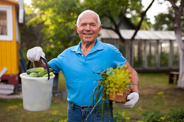Happy gray-haired man with harvest of vegetables on his farm