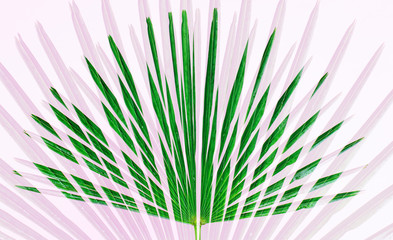 Trachycarpus palm leaf on pink, double exposure