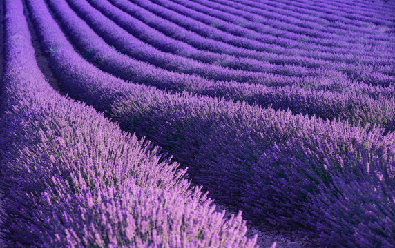 Lavender in Provence