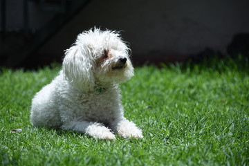 Perro tomando el sol