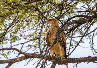 A Tawny Eagle is sitting in a tree at the Etosha National park in northern Namibia