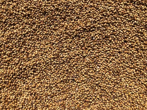 Background of coriander seeds, left out in the sun to dry.
