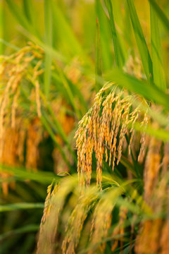 rice harvest