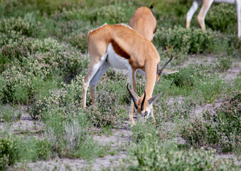 Naklejka na ściany i meble A Springbok is standing in the savannah grass of the Etosha National park in northern Namibia