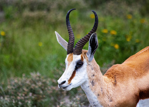 Close up picture of a Springbok the savannah grass of the Etosha National park in northern Namibia