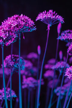 Vibrant colorful flower at night