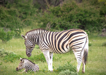 Fototapeta na wymiar A Plains Zebra with its child in the savannah grass of the Etosha National park in northern Namibia