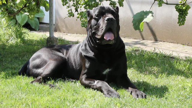 dog Cane Corso black color basking on the green lawn in the warm summer sun