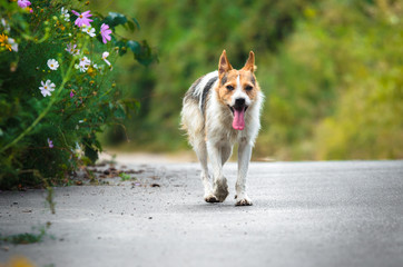 The dog has gone through the alley