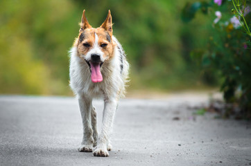 The dog has gone through the alley