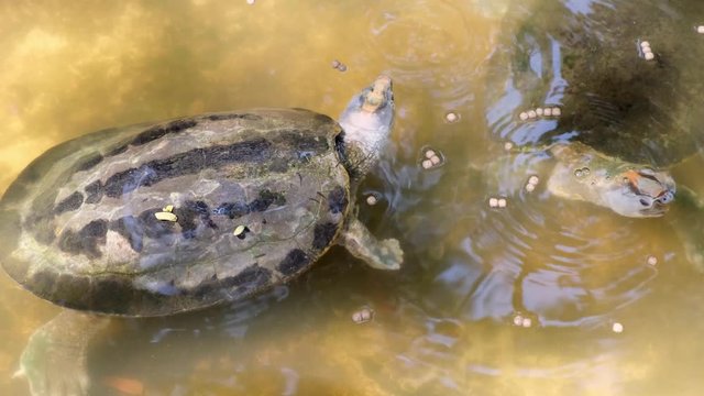 Aquatic turtles. Concept of animals in the zoo.