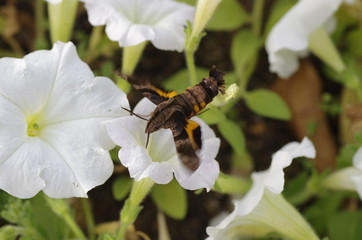 honey eating moth on white flower