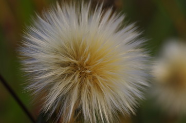 Pilewort's soft hair is like dandelion's one