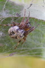 spider on web