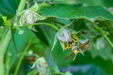 osa z zielonymi oczami © Henryk Niestrój