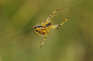 spider on web