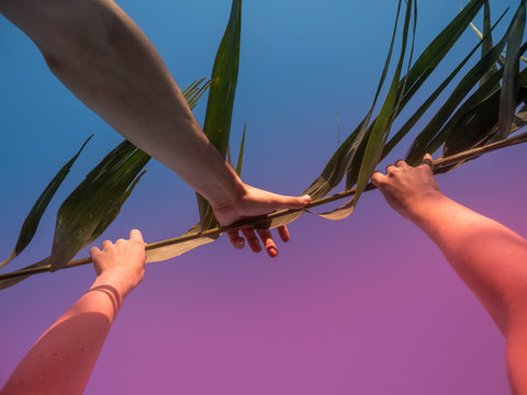 Hands holding palm branch against sky