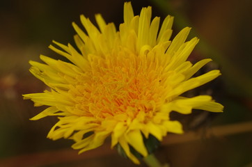 closeup of yellow flower