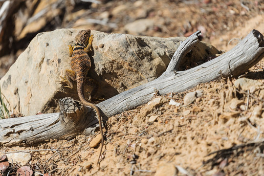 Collared lizard in arid desert habitat