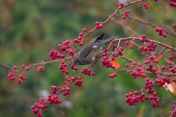 bird on branch ready to eat red fruits