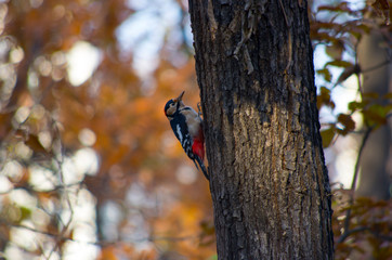 woodpecker on a tree