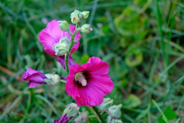 Mallow. Herb with large bright flowers